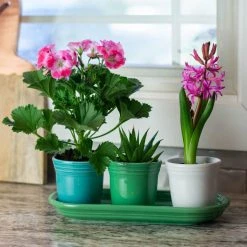Fiesta® Windowsill Garden Set | Cool -Cuisinart Shop coolgarden