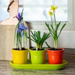 Fiesta® Windowsill Garden Set | Bright -Cuisinart Shop ekbhlcwsillbright style1